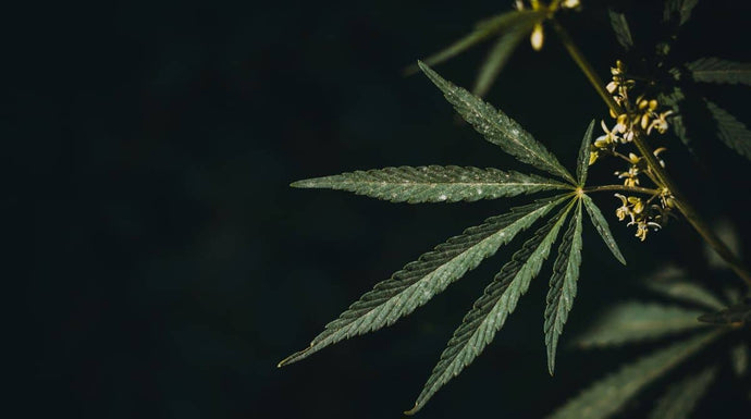 Avez-vous entendu parler du HHC ? Quels effets comparés au CBD ?
